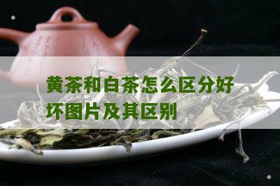 黄茶和白茶怎么区分好坏图片及其区别