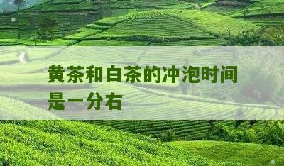 黄茶和白茶的冲泡时间是一分右