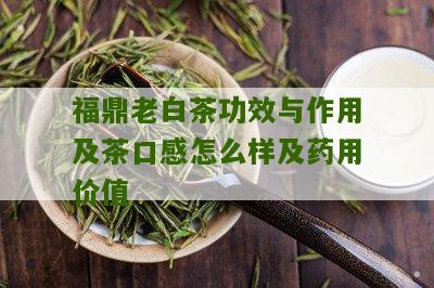 福鼎老白茶功效与作用及茶口感怎么样及药用价值