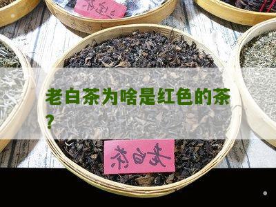 老白茶为啥是红色的茶?