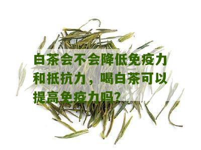 白茶会不会降低免疫力和抵抗力，喝白茶可以提高免疫力吗？