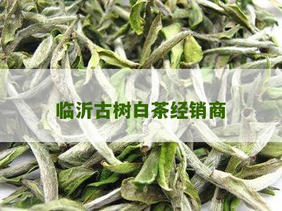 临沂古树白茶经销商