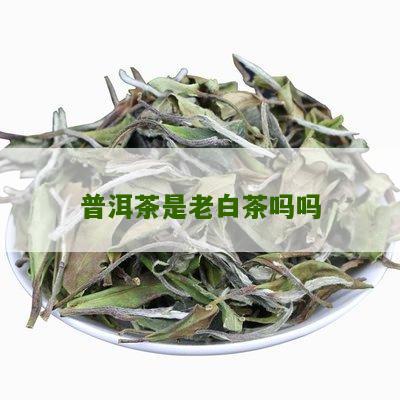 普洱茶是老白茶吗吗