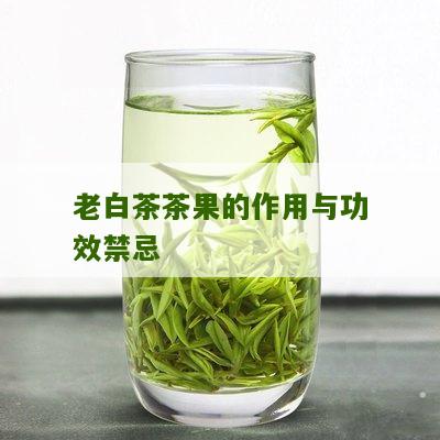 老白茶茶果的作用与功效禁忌