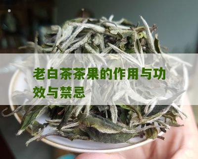 老白茶茶果的作用与功效与禁忌