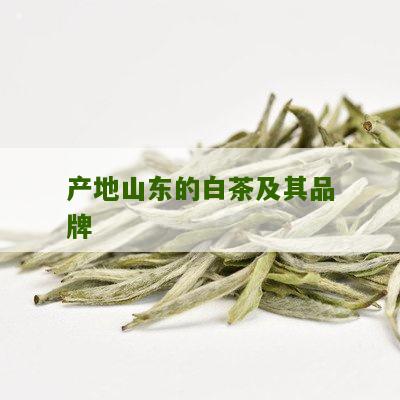 产地山东的白茶及其品牌