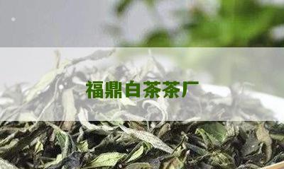 福鼎白茶茶厂