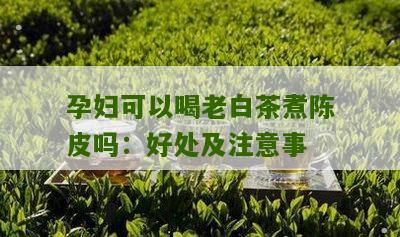 孕妇可以喝老白茶煮陈皮吗：好处及注意事