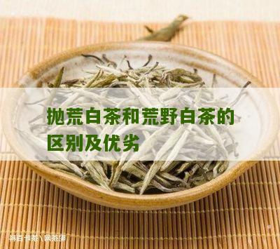 抛荒白茶和荒野白茶的区别及优劣