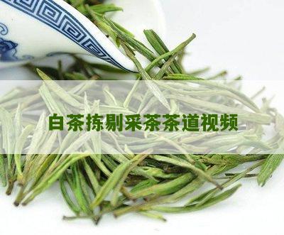 白茶拣剔采茶茶道视频