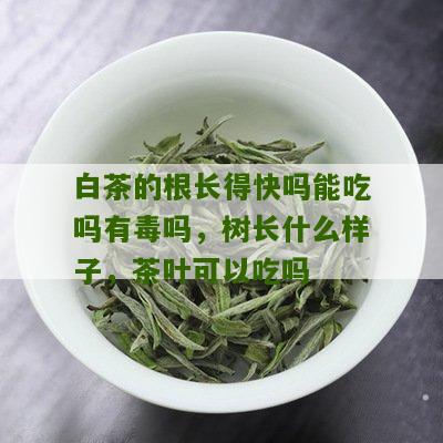 白茶的根长得快吗能吃吗有毒吗，树长什么样子，茶叶可以吃吗