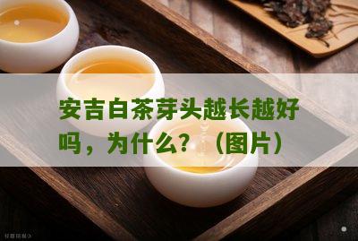 安吉白茶芽头越长越好吗，为什么？（图片）