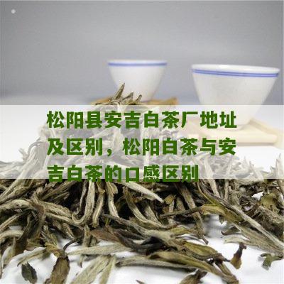 松阳县安吉白茶厂地址及区别，松阳白茶与安吉白茶的口感区别