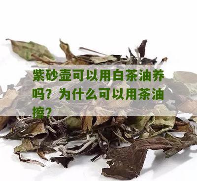 紫砂壶可以用白茶油养吗？为什么可以用茶油擦？