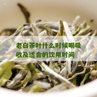 老白茶叶什么时候喝吸收及适合的饮用时间