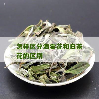 怎样区分海棠花和白茶花的区别