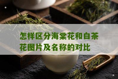 怎样区分海棠花和白茶花图片及名称的对比