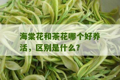 海棠花和茶花哪个好养活，区别是什么？