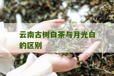 云南古树白茶与月光白的区别