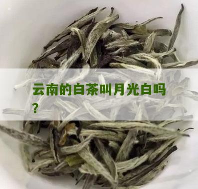 云南的白茶叫月光白吗？