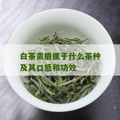 白茶贡眉属于什么茶种及其口感和功效