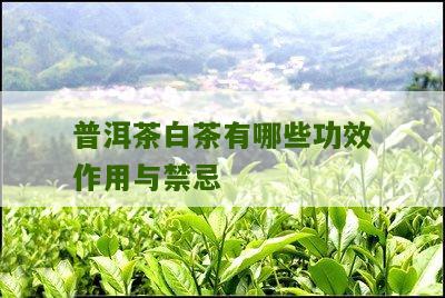 普洱茶白茶有哪些功效作用与禁忌