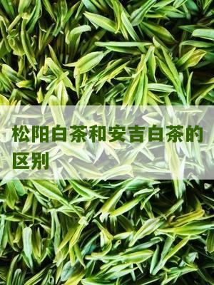 松阳白茶和安吉白茶的区别