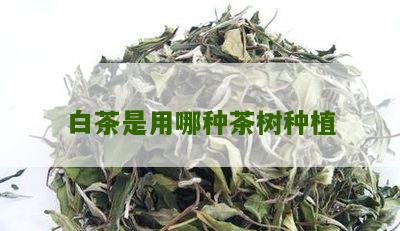 白茶是用哪种茶树种植