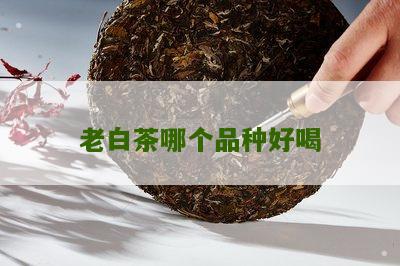 老白茶哪个品种好喝