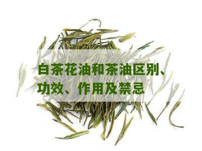 白茶花油和茶油区别、功效、作用及禁忌