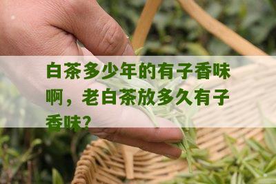 白茶多少年的有子香味啊，老白茶放多久有子香味？