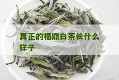 真正的福鼎白茶长什么样子