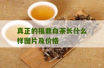 真正的福鼎白茶长什么样图片及价格