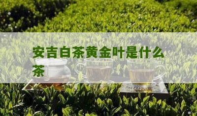 安吉白茶黄金叶是什么茶