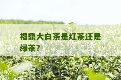 福鼎大白茶是红茶还是绿茶？