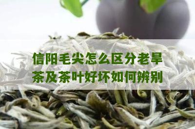 信阳毛尖怎么区分老旱茶及茶叶好坏如何辨别