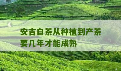 安吉白茶从种植到产茶要几年才能成熟