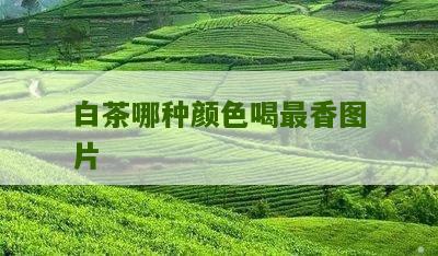 白茶哪种颜色喝最香图片