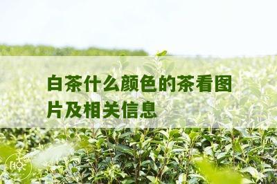 白茶什么颜色的茶看图片及相关信息