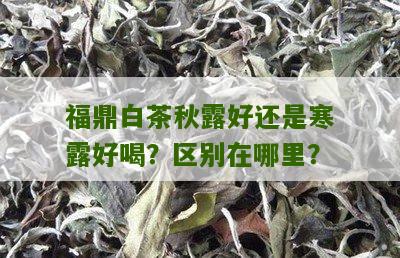 福鼎白茶秋露好还是寒露好喝？区别在哪里？