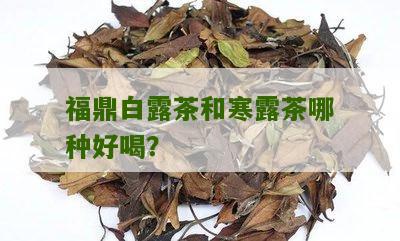 福鼎白露茶和寒露茶哪种好喝？