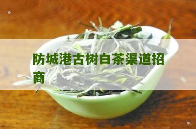 防城港古树白茶渠道招商