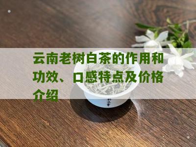 云南老树白茶的作用和功效、口感特点及价格介绍