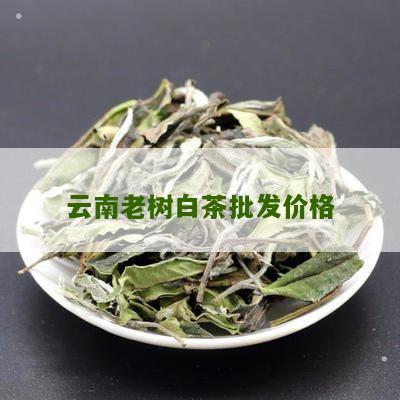 云南老树白茶批发价格