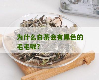 为什么白茶会有黑色的毛毛呢？