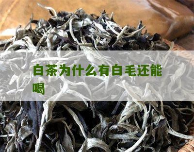 白茶为什么有白毛还能喝