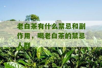 老白茶有什么禁忌和副作用，喝老白茶的禁忌人群