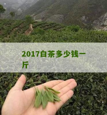 2017白茶多少钱一斤