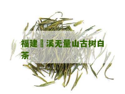 福建磻溪无量山古树白茶