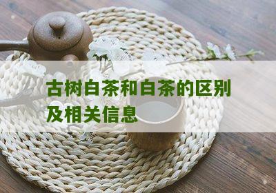 古树白茶和白茶的区别及相关信息